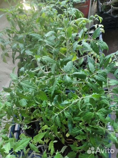 Рассада овощей