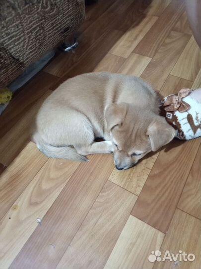 Отдам щенка в хорошие руки