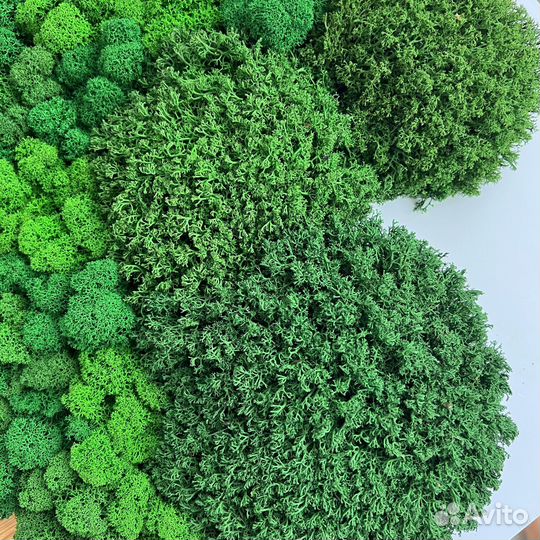 Стабилизированный мох