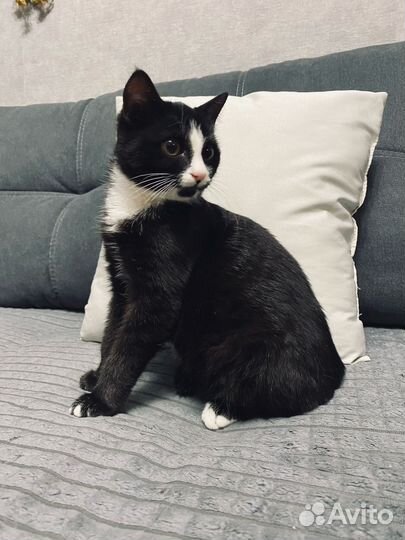 Котёнок 3 месяца