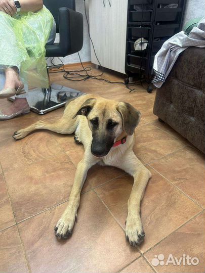 Собаки бесплатно в добрые руки щенки