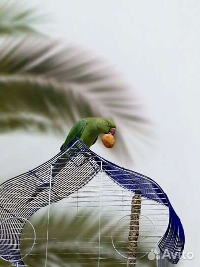 Ожереловый попугай