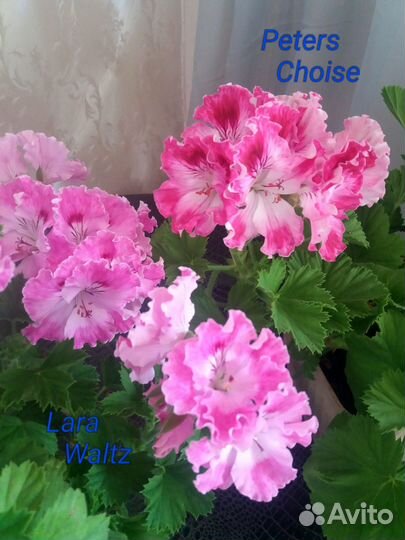 Королевские пеларгонии