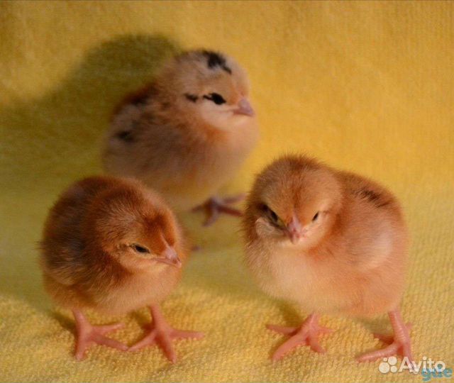 Цыплята