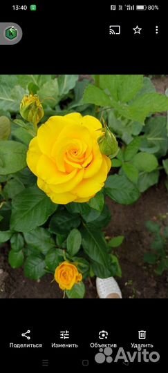 Садовые растения