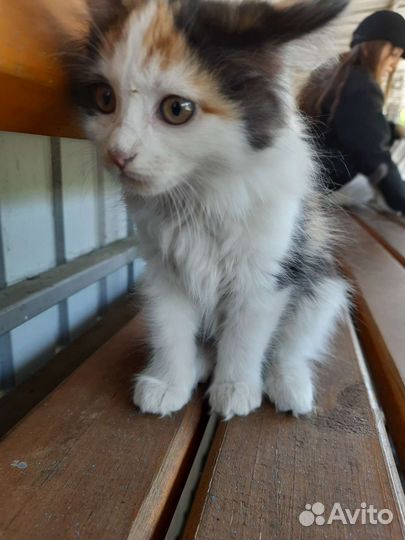 Котята отдам в добрые руки бесплатно
