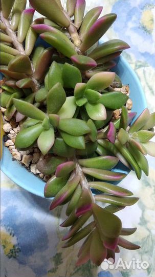 Комнатные цветы, суккуленты, пеларгонии