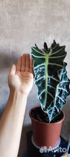 Алоказия Полли