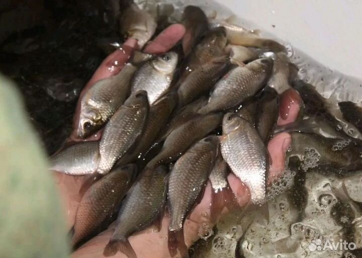 Живец карася