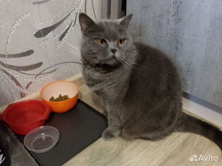 Британская кошка бесплатно