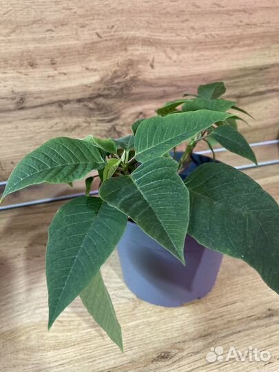 Пуансеттия