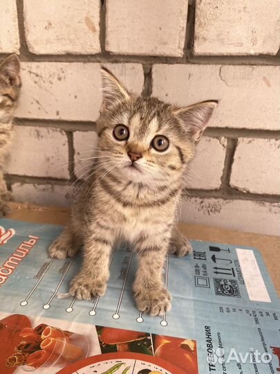 Котята бесплатно