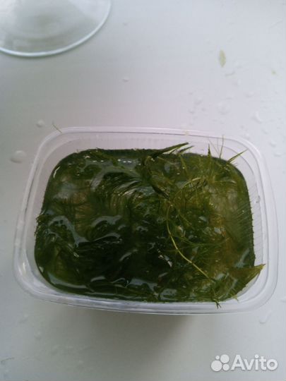 Аквариумное растение