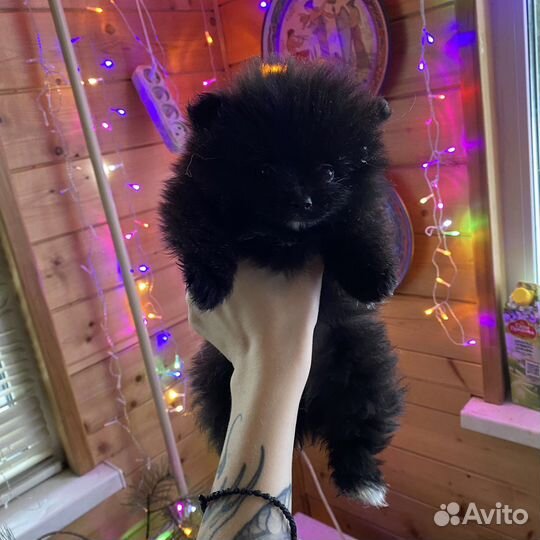 Щенки шпица