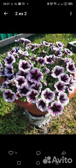 Петуния ампельная