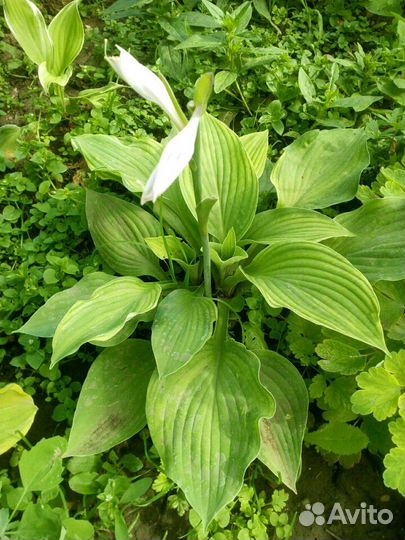 Хоста, роза