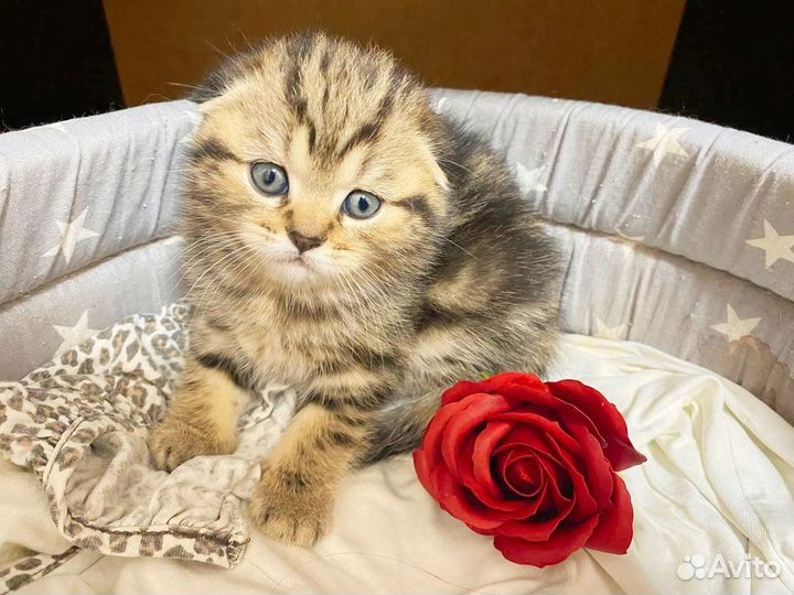 Шотландская