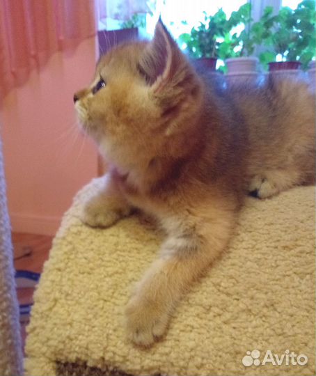 Британский кот. Вязка