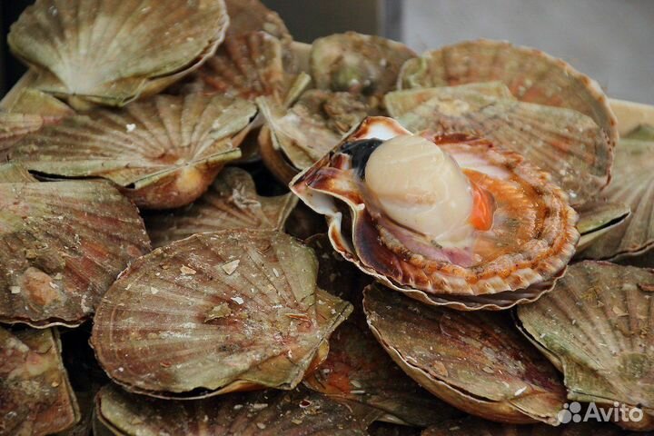 Гребешок морской на створке