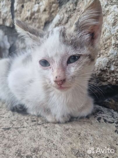 Котята в дар
