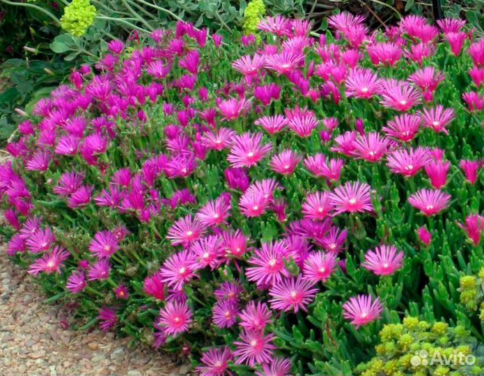 Деласперма Купера