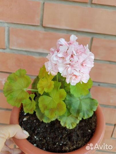 Герань пеларгония