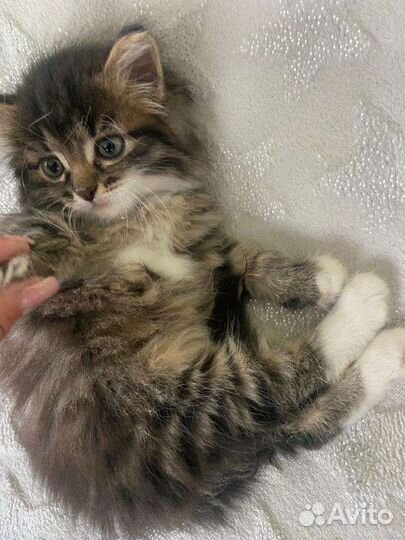 Милые котята