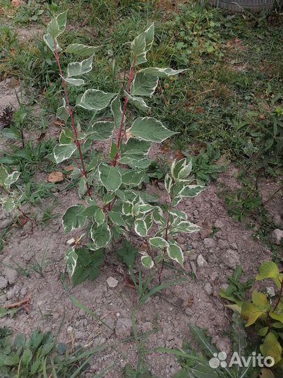 Дерен белый элегантиссима