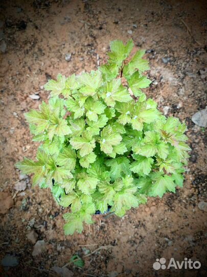 Калина Nanum Нано Нанум