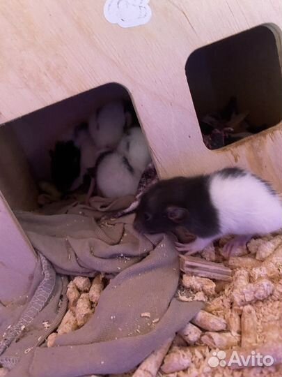 Крысята дамбо