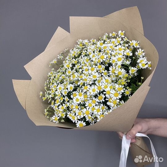 Ромашка прекрасные