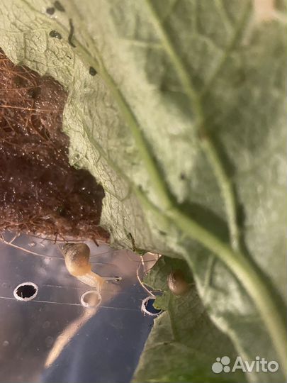 Улитки Ахатины детеныши из яиц бесплатно