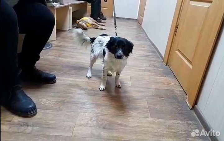 Очень маленькая собачка