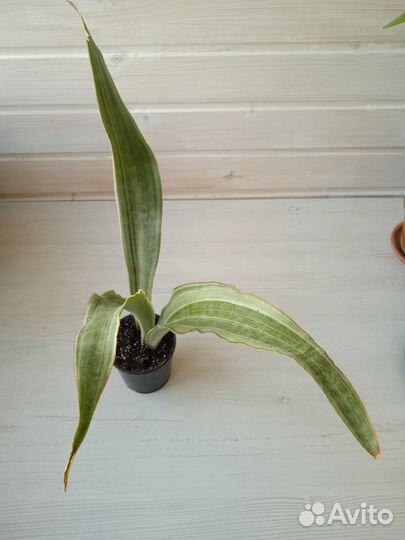 Сансевиерия монолин