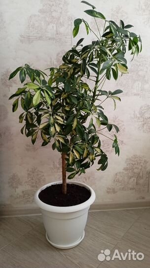 Комнатные цветы шефлера