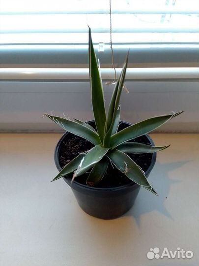 Плейоспилос, Агава