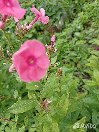 Цветы цена по запросу