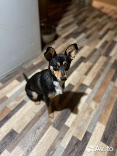 Маленькая собачка