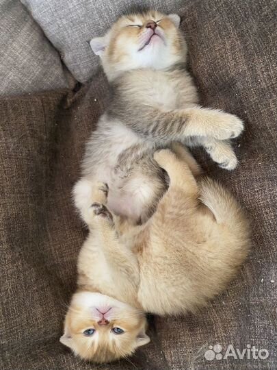 Котята Шотландская вислоухая золотая