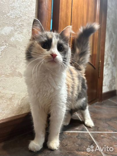 Кошечка подросток