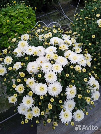 Хризантема мультифлора от производителя