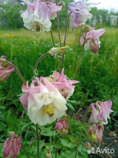 Многолетние садовые цветы, разные