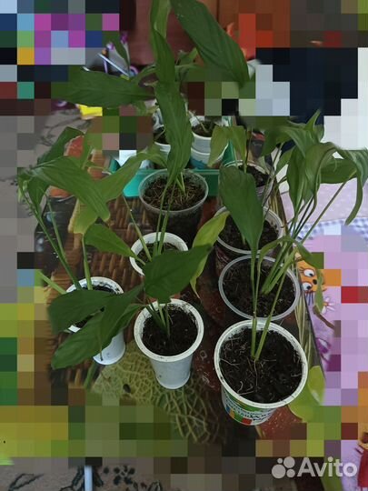 Спатифиллум