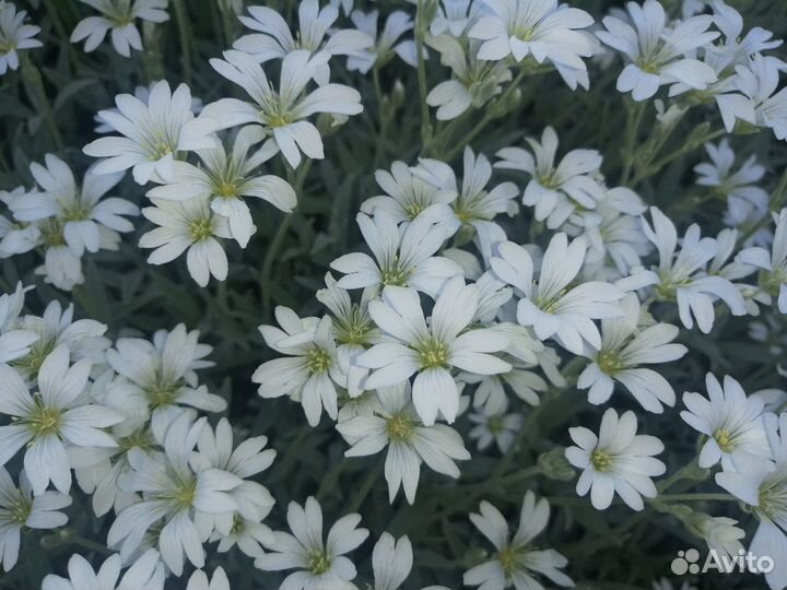 Ясколка и ландыши корнями