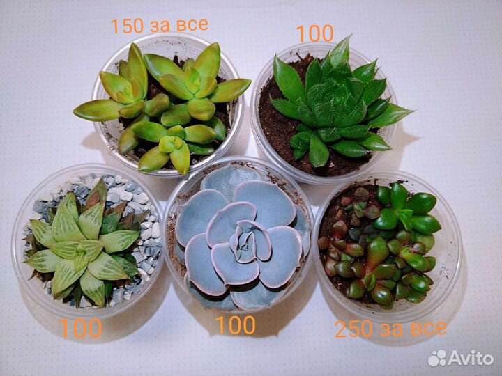 Суккуленты