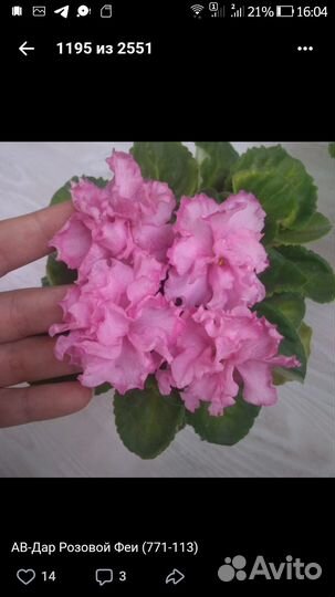 Фиалки срезом