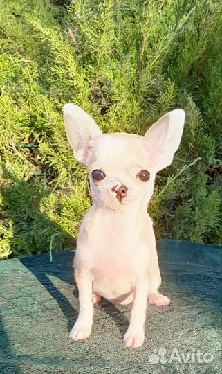 Чихуахуа девочка