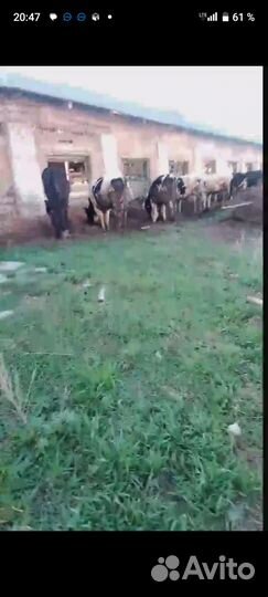 Скот оптом