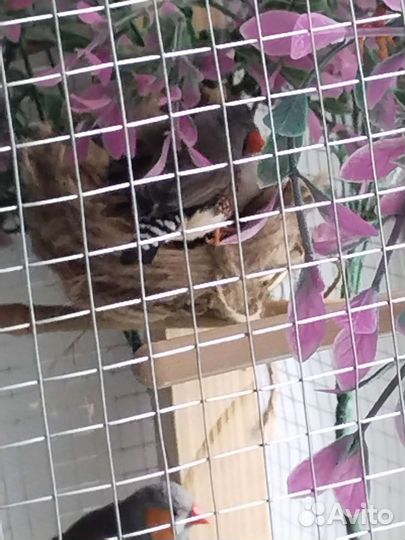 Зебровые амадины