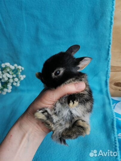 Карликовые крольчата